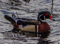 Wood duck