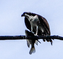 Osprey