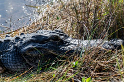 Everglades National Park