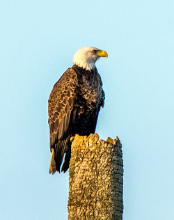 Bald Eagle Orlando Wetlands
