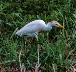 Cattle egret