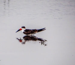 Black skimmer