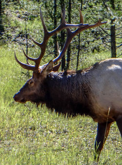 Rocky Mt. National Park
