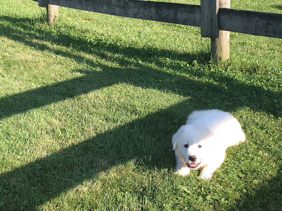 a dog laying in a grass