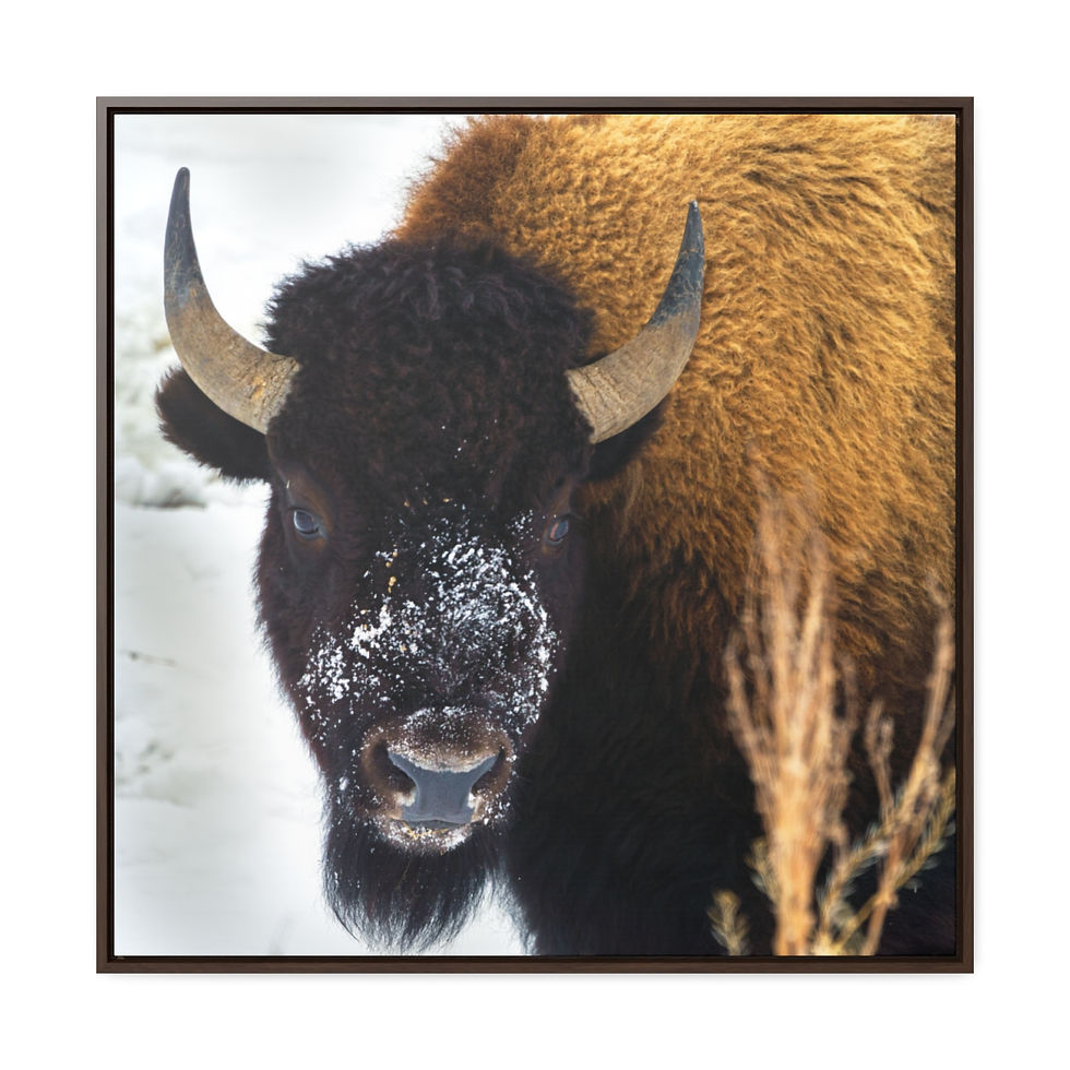 Thumbnail: Snow Bull