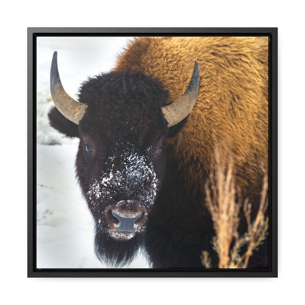 Thumbnail: Snow Bull