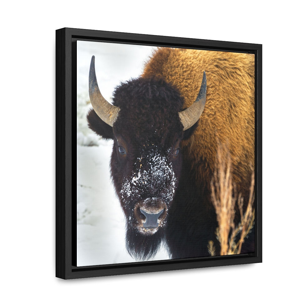 Thumbnail: Snow Bull