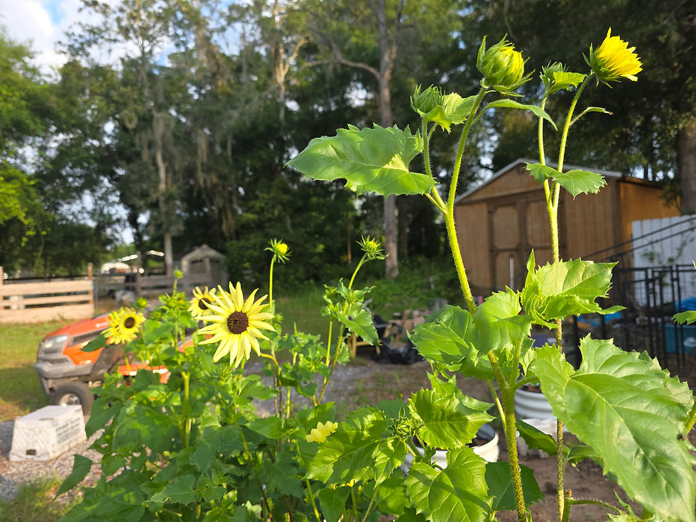 Italian Sunflowers.jpg