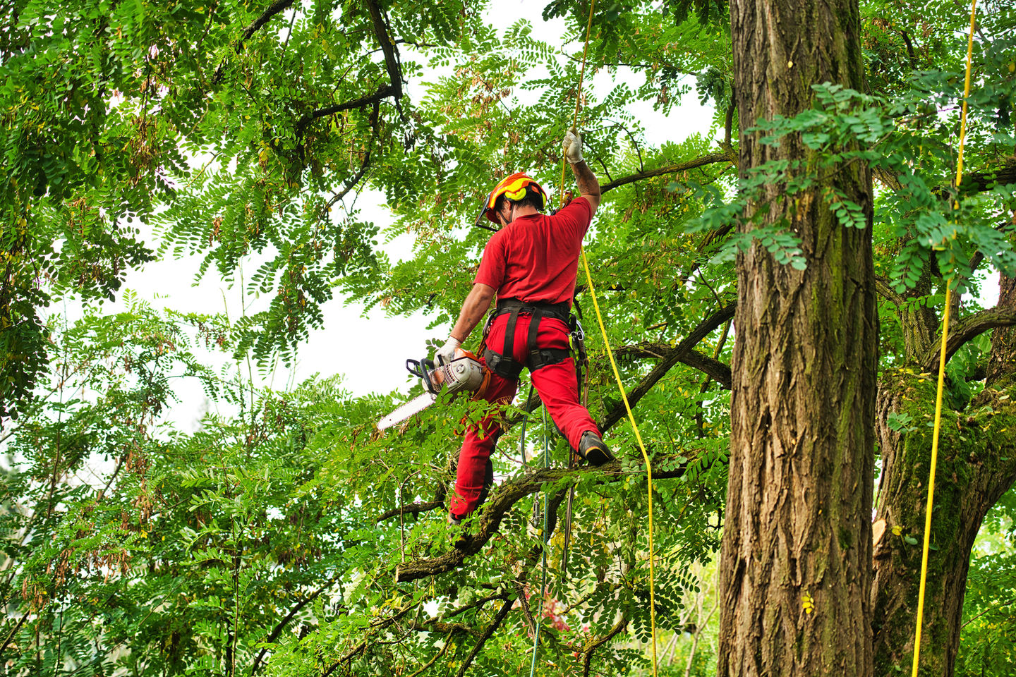 Arborist using a chainsaw to cut a tree. Lumberjack with saw and harness pruning a tree