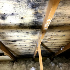 Black mold growth on attic roof sheathing and rafters