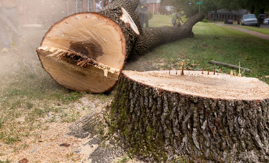 Arbre abattu