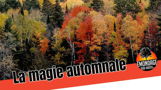 Couleurs d’automne : la magie automnale des arbres