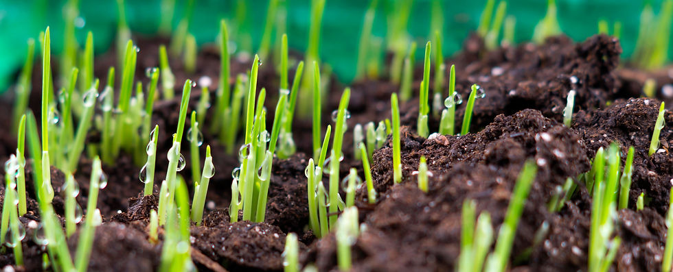 fresh oat sprouts with water drops