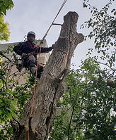 Arboriste élagueur suspendu dans un arbre