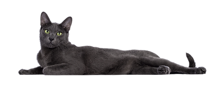 Cute cat