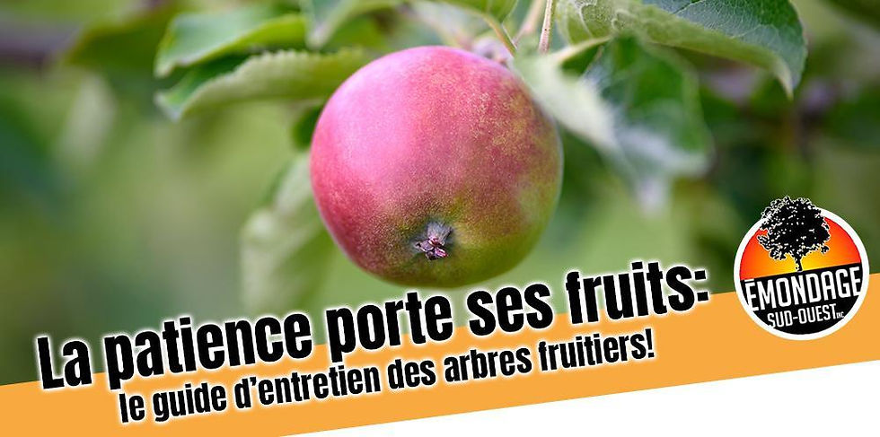 La patience porte ses fruits : le guide d’entretien des arbres fruitiers!