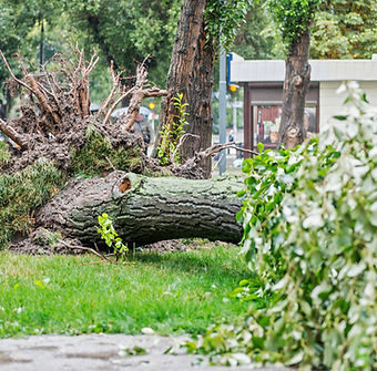 Essouchage d'arbre tombé pendant une tempete