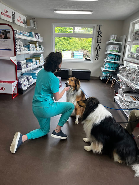 Veterinary staff kneeling to pet two dogs in a pet clinic store.