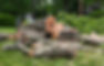 Souche d'arbre et grandes portions de souche dans un tas sur une pelouse
