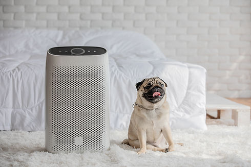 Dog Pug Breed and Air purifier