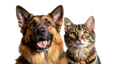German shepherd dog and cat