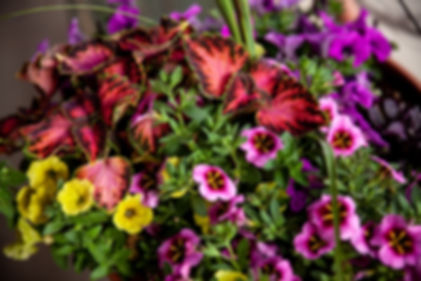 Full-Sun Outdoor Planters
