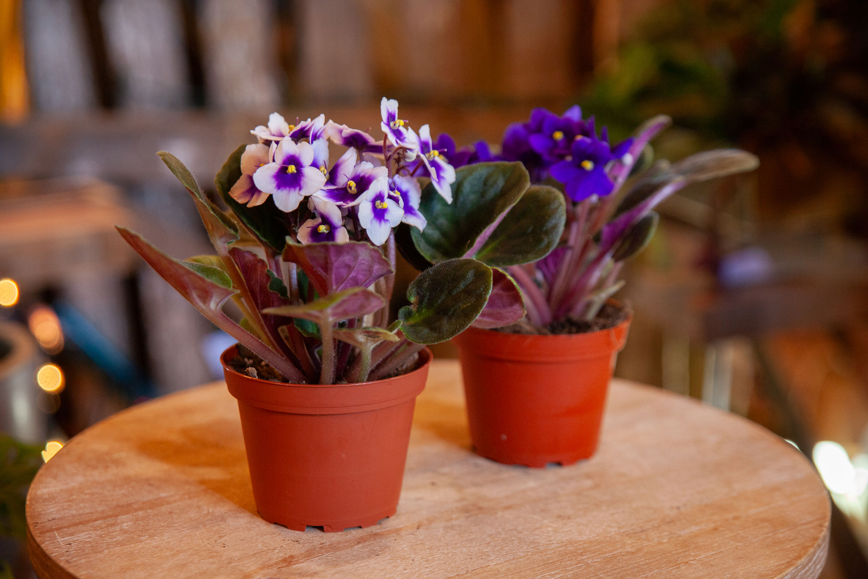 4" Assorted Blooming Plants