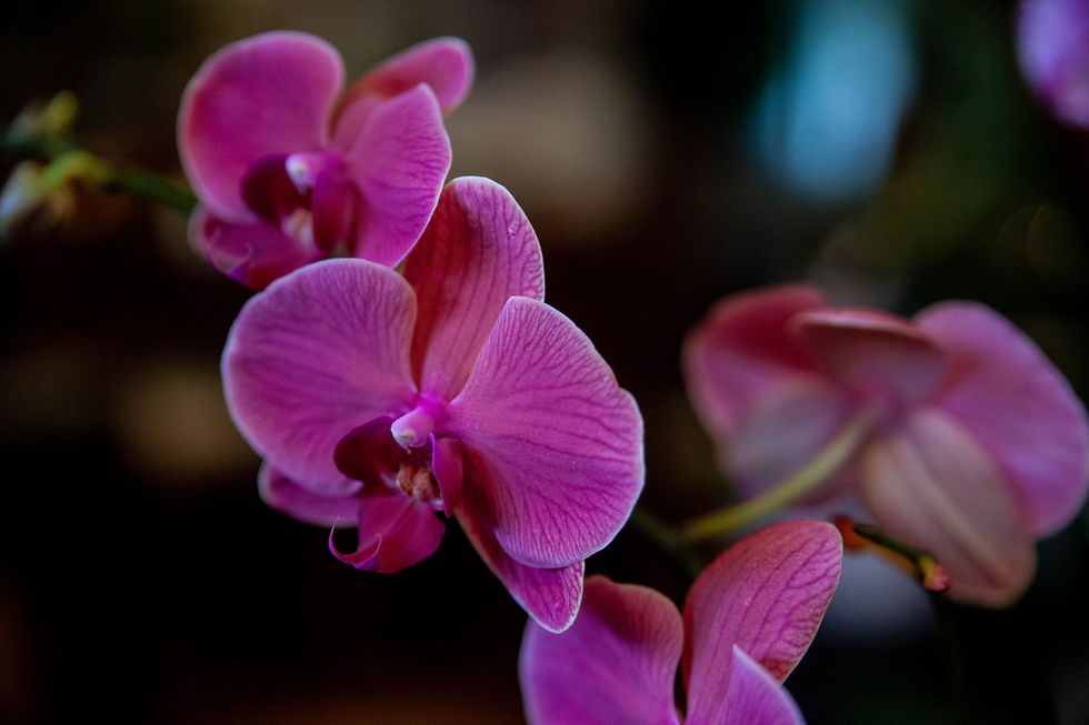 Thumbnail: Potted Orchids - Assorted Colors
