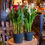 Thumbnail: 6" Potted Calla Lilies