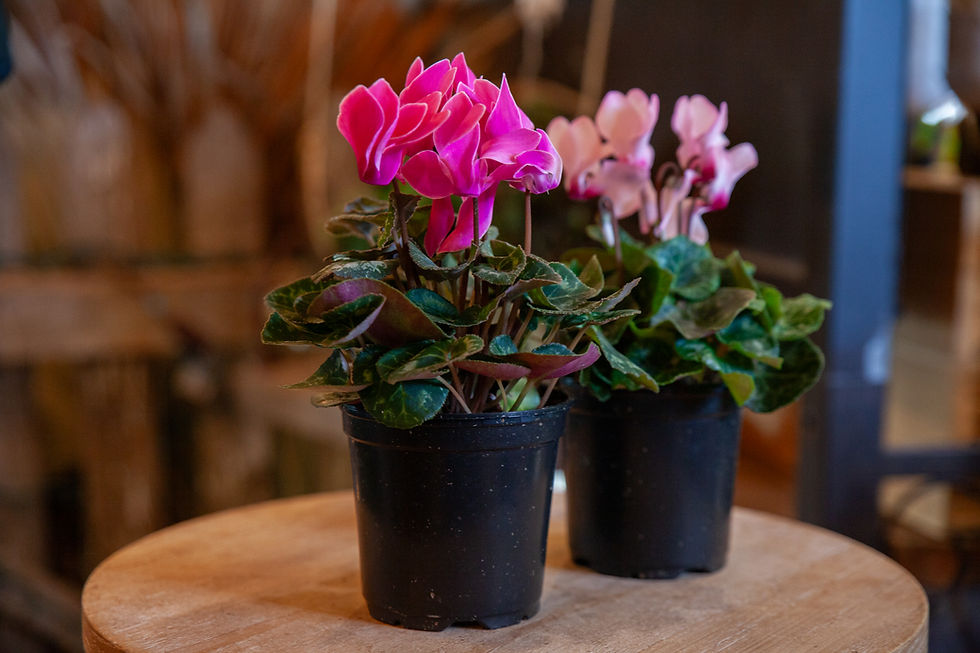 Thumbnail: 4" Assorted Blooming Plants