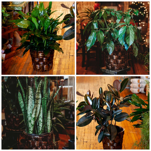 8" Assorted Houseplants Victoria's Garden