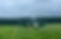 mowers_edited.jpg