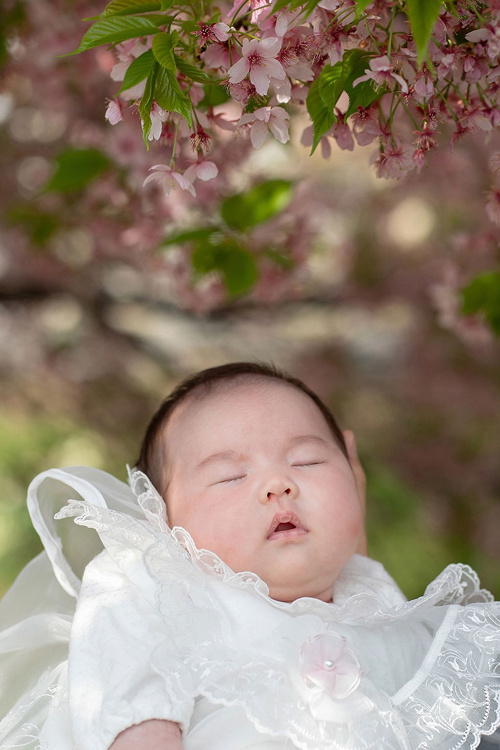川越氷川神社でのお宮参りの出張撮影 桜と赤ちゃん