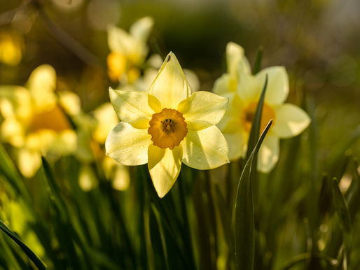 His Dreams and Her Daffodils