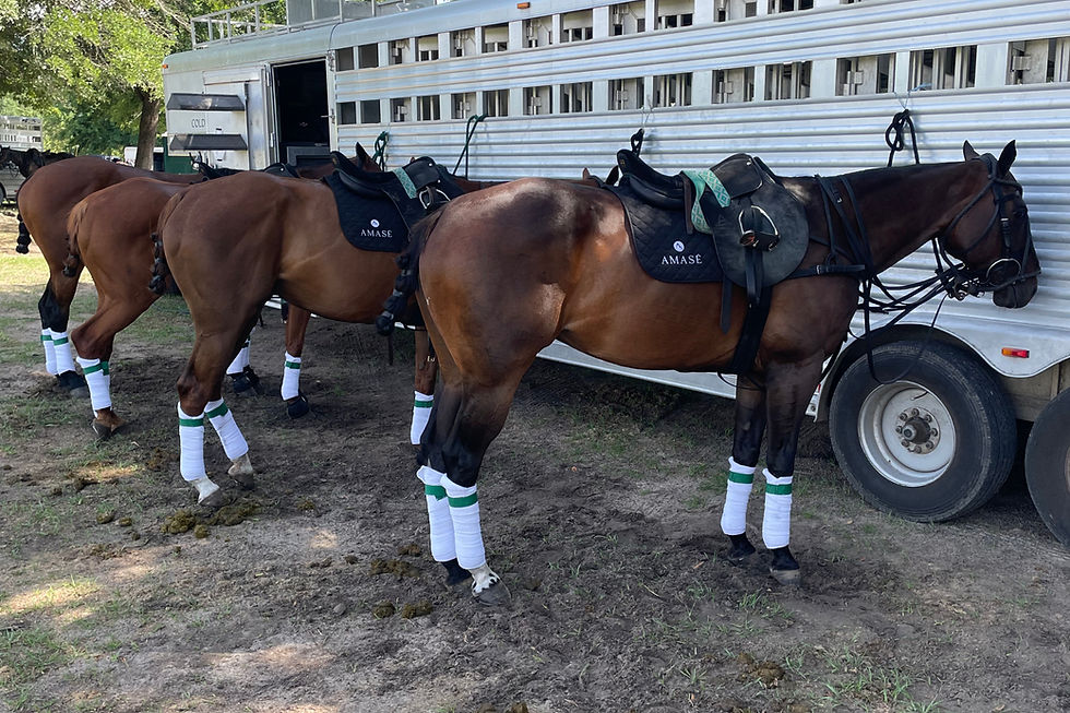 Dispatches from Palomino County: Memorial Day Weekend in Aiken, South Carolina