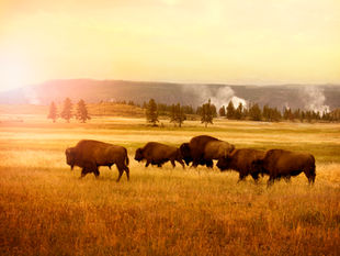 American Bison: From Near Extinction to National Emblem