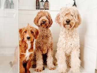 10 Summer Grooming Tips for Your Precious Pups