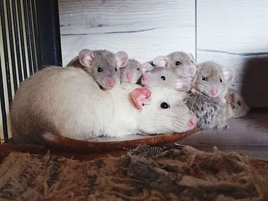 Ratten mit Babys