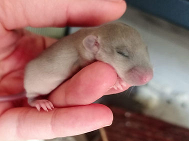 Babyratte