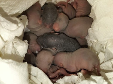 Ratten Wurf