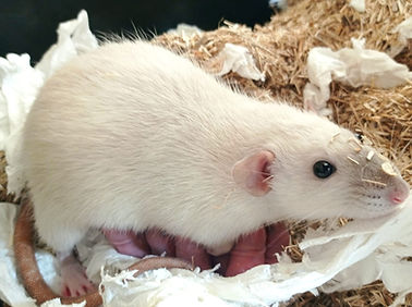 Ratte mit Babys