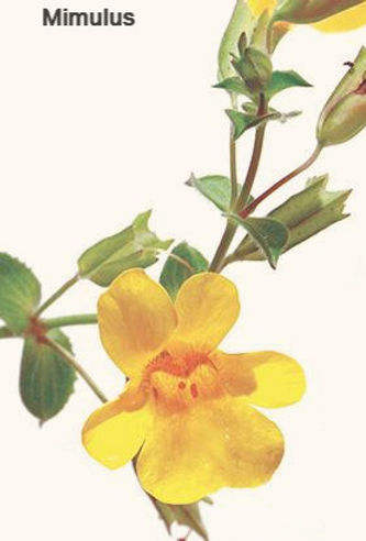 Mimulus_edited_edited.jpg