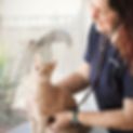 A veterinarian (Dr. Kim Podlecki) with a stethoscope placed on an orange cat