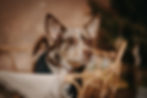 Ferdinand_FellnasenAdvent-44