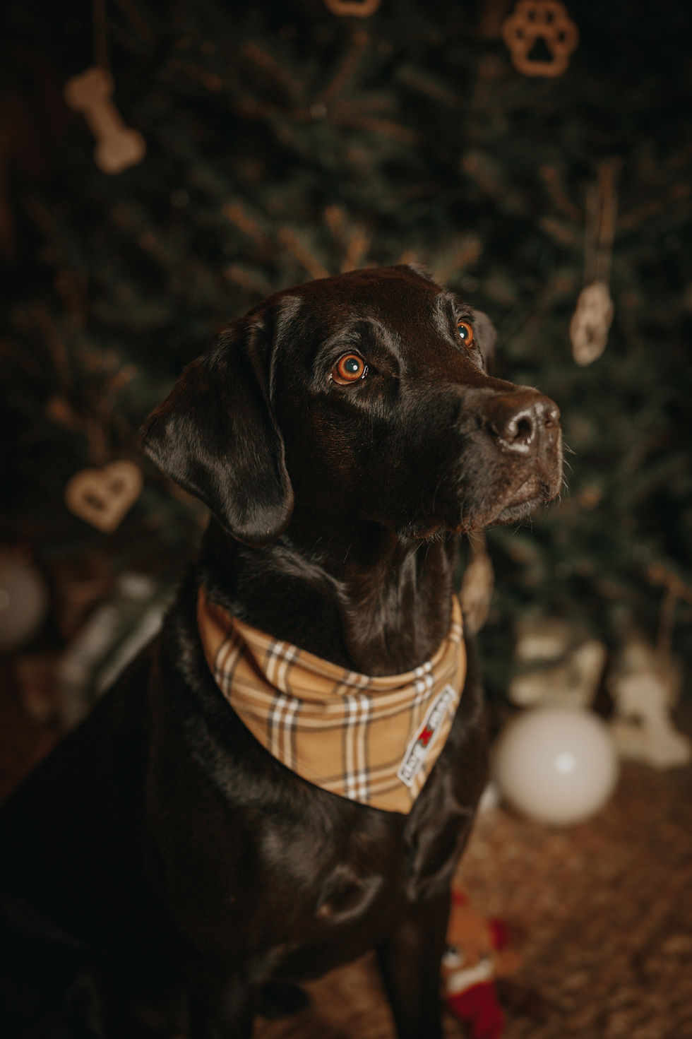 Harvey_FellnasenAdvent23-31