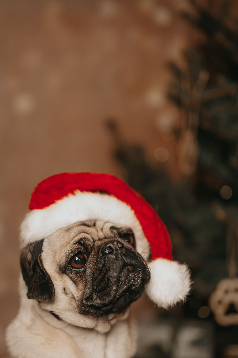 Emma_FellnasenAdvent-18