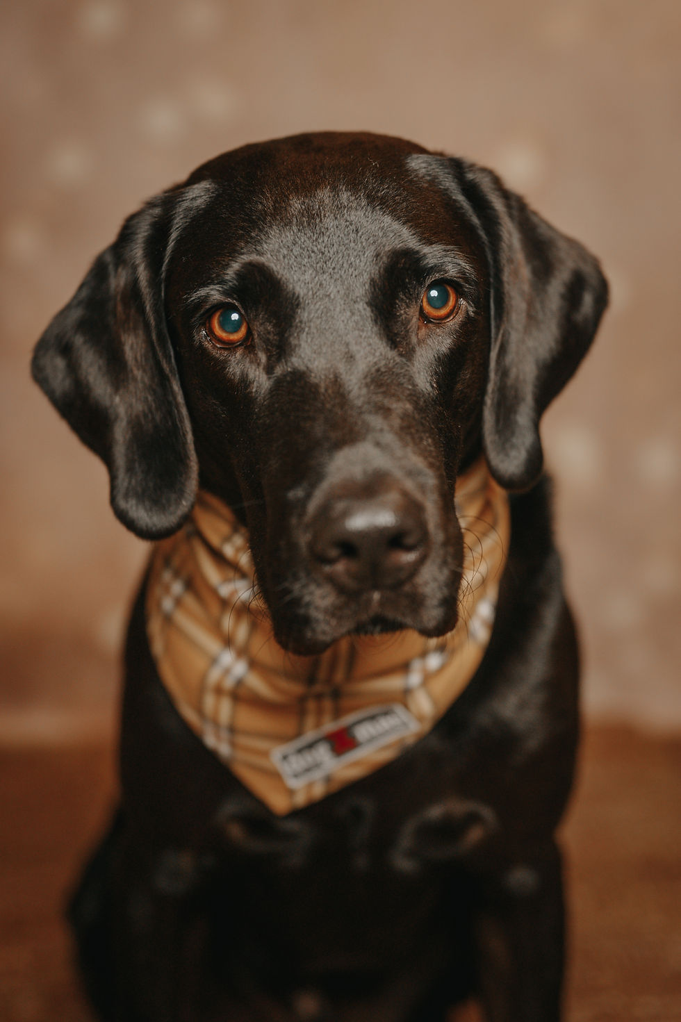Harvey_FellnasenAdvent23-19
