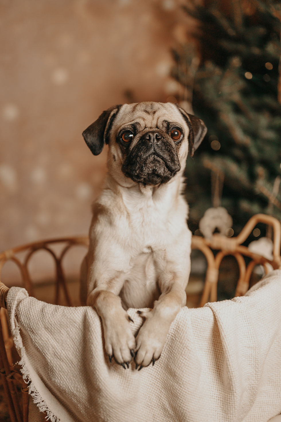 Emma_FellnasenAdvent-25