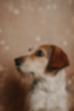 Jumy_FellnasenAdvent-2
