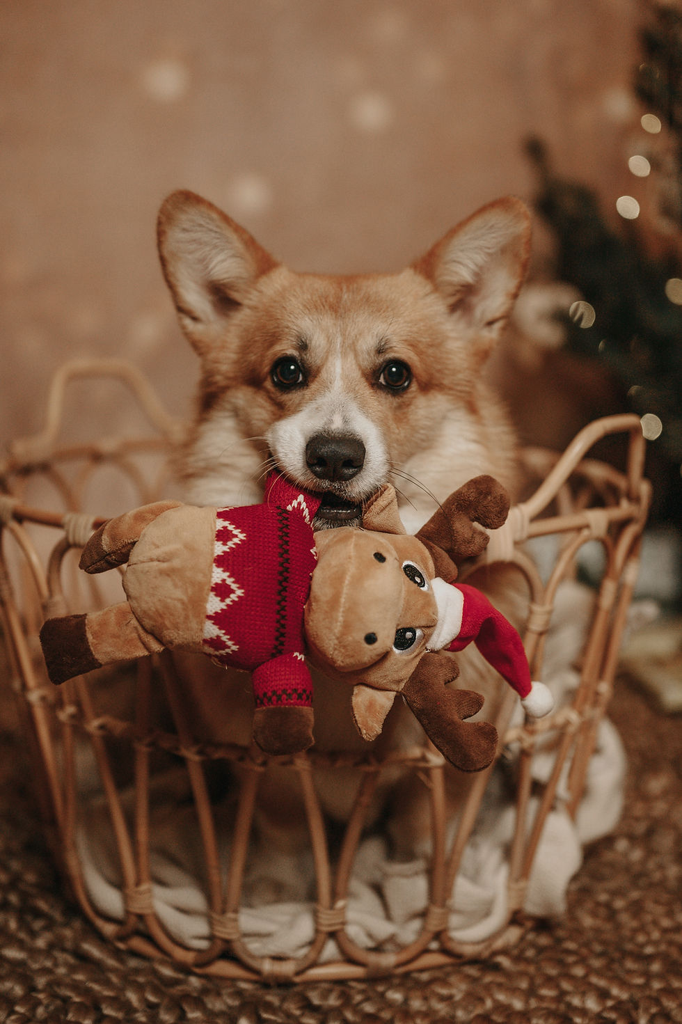 Hercules_FellnasenAdvent